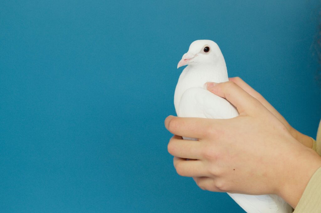 Cropped image of a woman holding a white dove