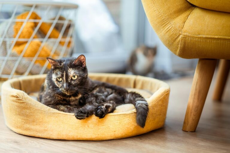 A pet cat resting on its cushion in the concept of 'Managing Pet Transportation When Moving House to Richmond'.